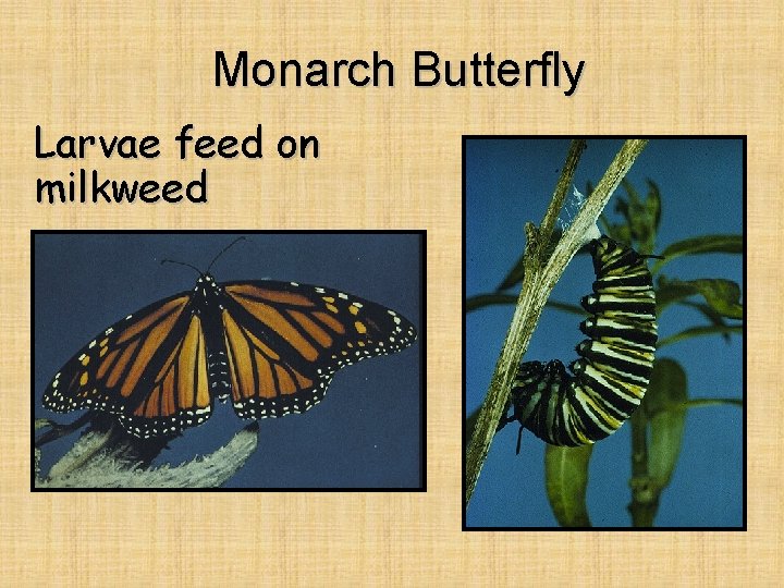 Monarch Butterfly Larvae feed on milkweed 