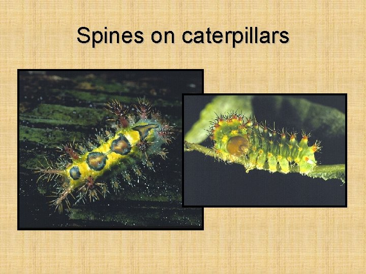 Spines on caterpillars 