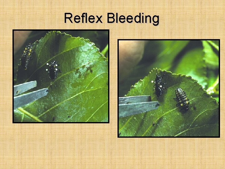 Reflex Bleeding 