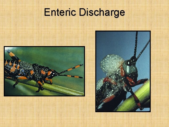 Enteric Discharge 