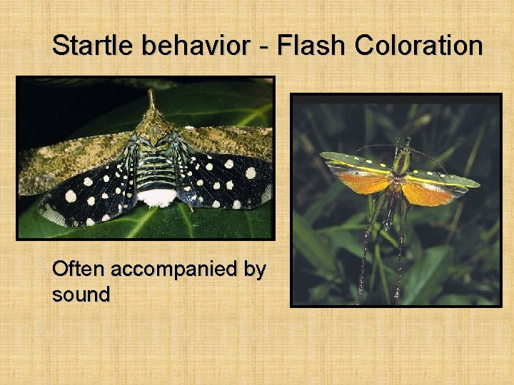Startle behavior - Flash Coloration Often accompanied by sound 