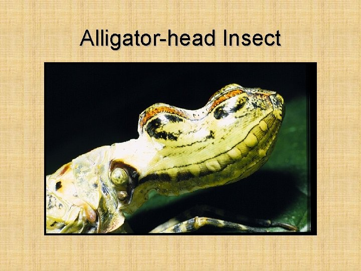 Alligator-head Insect 