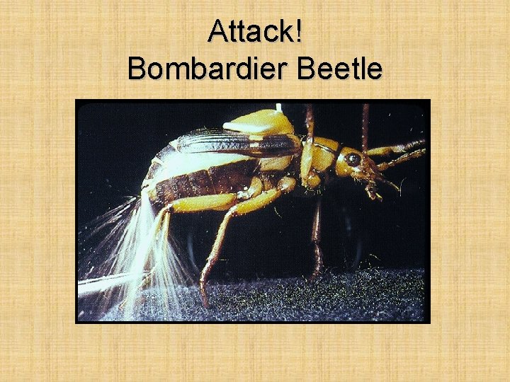Attack! Bombardier Beetle 