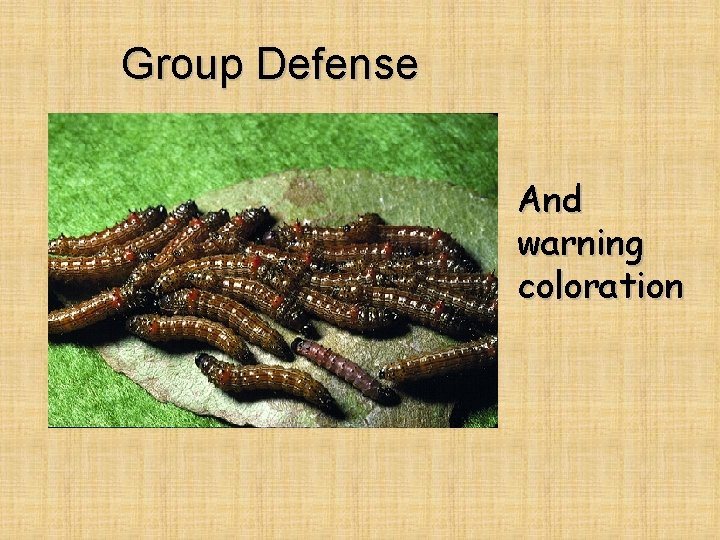 Group Defense And warning coloration 