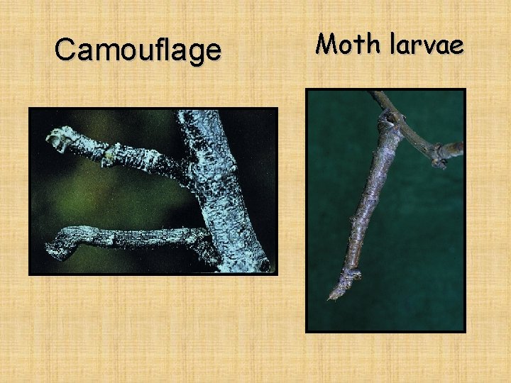 Camouflage Moth larvae 