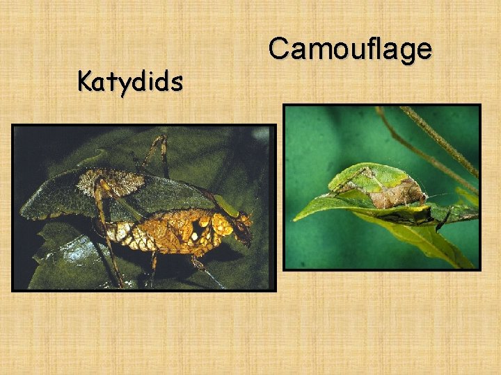 Katydids Camouflage 