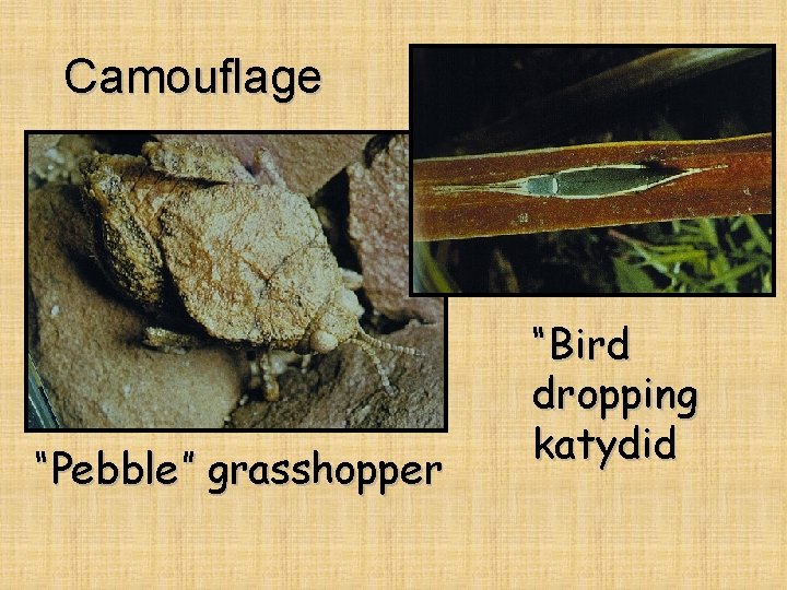 Camouflage “Pebble” grasshopper “Bird dropping katydid 