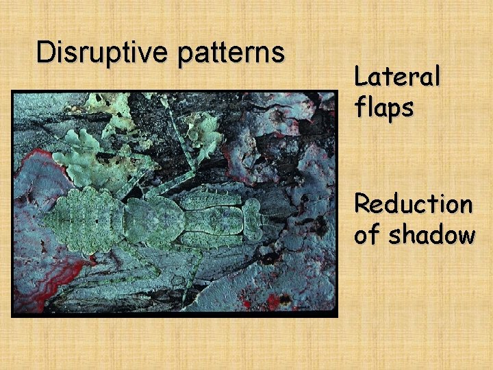 Disruptive patterns Lateral flaps Reduction of shadow 