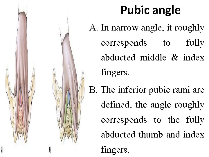 Pubic angle A. In narrow angle, it roughly corresponds to fully abducted middle &