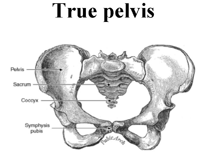 True pelvis 