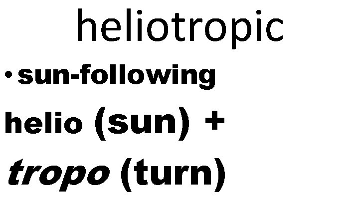 heliotropic • sun-following (sun) + tropo (turn) helio 