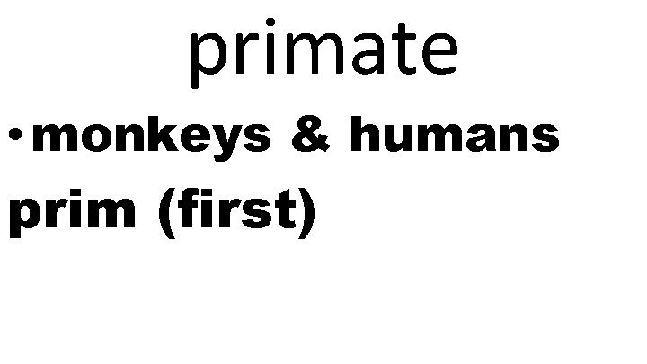 primate • monkeys & humans prim (first) 