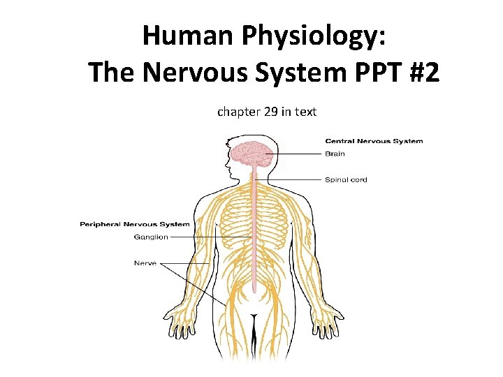 Human Physiology: The Nervous System PPT #2 chapter 29 in text 