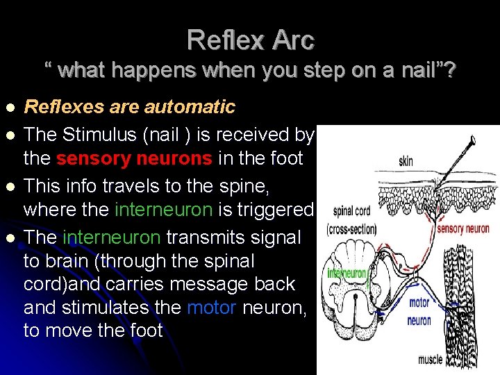 Reflex Arc “ what happens when you step on a nail”? l l Reflexes