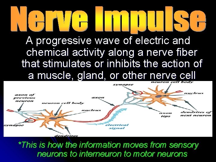 A progressive wave of electric and chemical activity along a nerve fiber that stimulates