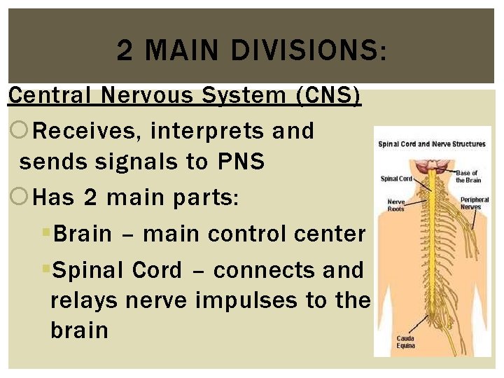 2 MAIN DIVISIONS: Central Nervous System (CNS) Receives, interprets and sends signals to PNS