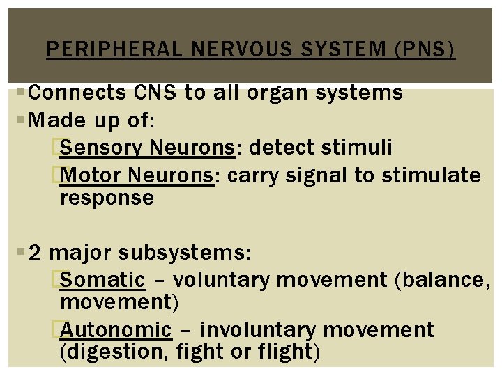 PERIPHERAL NERVOUS SYSTEM (PNS) Connects CNS to all organ systems Made up of: �