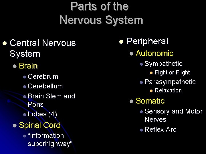 Parts of the Nervous System l Central Nervous System Peripheral l Autonomic l Sympathetic