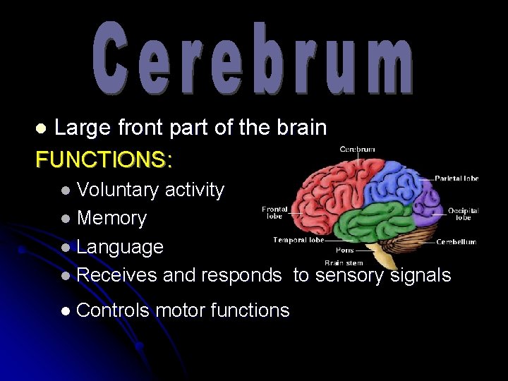 Large front part of the brain FUNCTIONS: l l Voluntary activity l Memory l