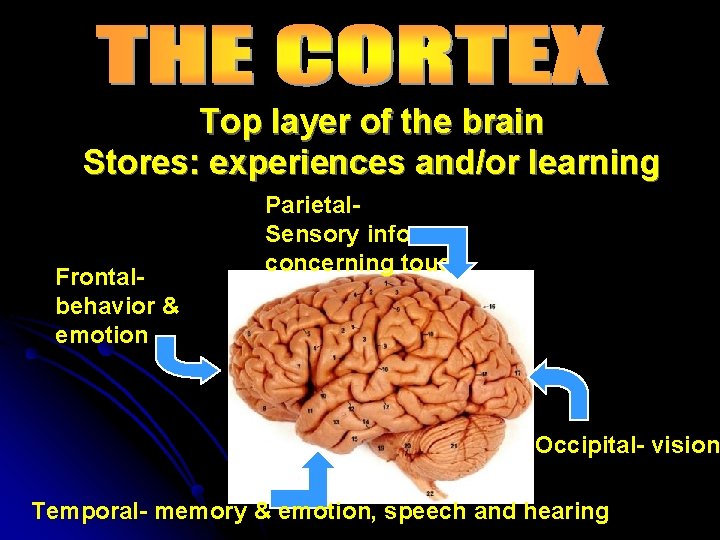 Top layer of the brain Stores: experiences and/or learning Frontalbehavior & emotion Parietal. Sensory