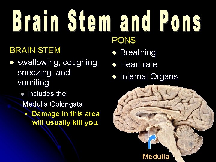 BRAIN STEM l swallowing, coughing, sneezing, and vomiting PONS l Breathing l Heart rate