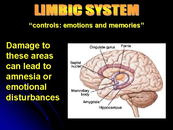 “controls: emotions and memories” Damage to these areas can lead to amnesia or emotional