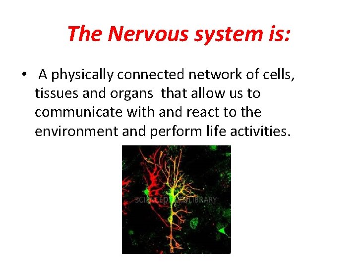 The Nervous system is: • A physically connected network of cells, tissues and organs