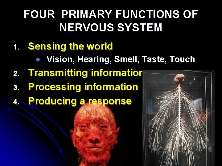 FOUR PRIMARY FUNCTIONS OF NERVOUS SYSTEM 1. Sensing the world l 2. 3. 4.