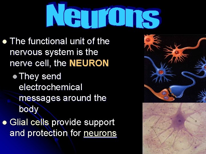 The functional unit of the nervous system is the nerve cell, the NEURON l
