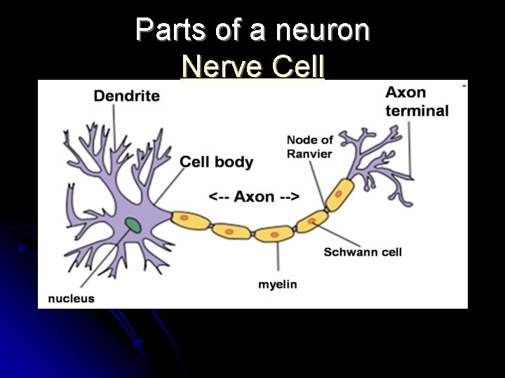 Parts of a neuron Nerve Cell 