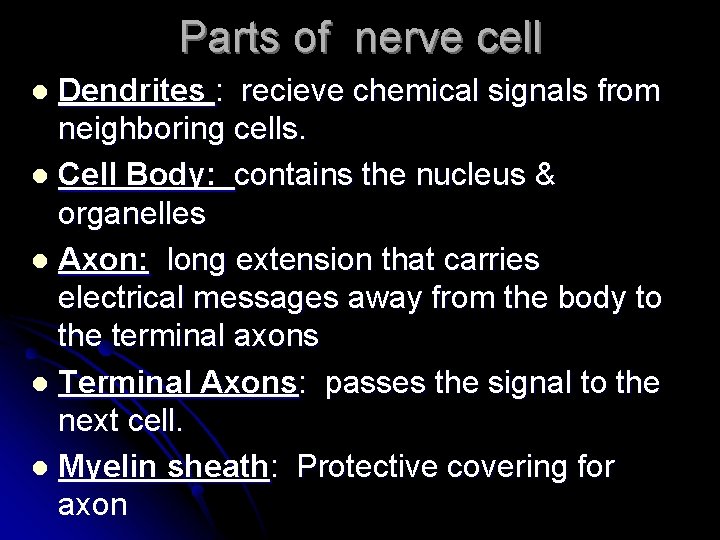 Parts of nerve cell Dendrites : recieve chemical signals from neighboring cells. l Cell