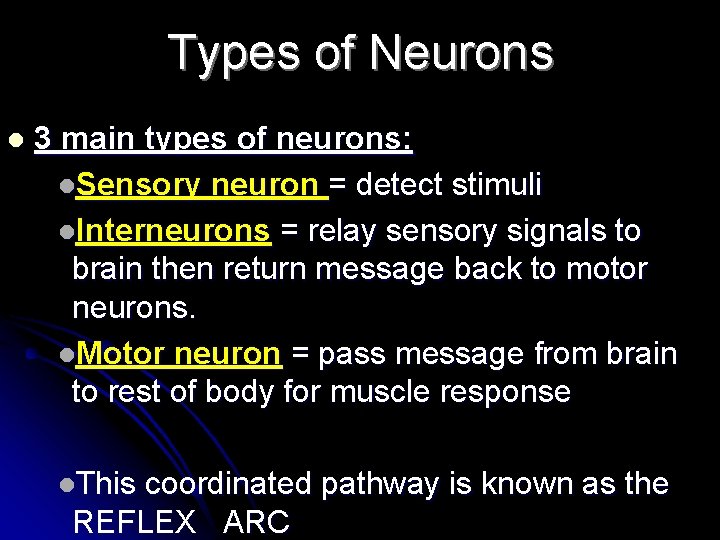 Types of Neurons l 3 main types of neurons: l. Sensory neuron = detect