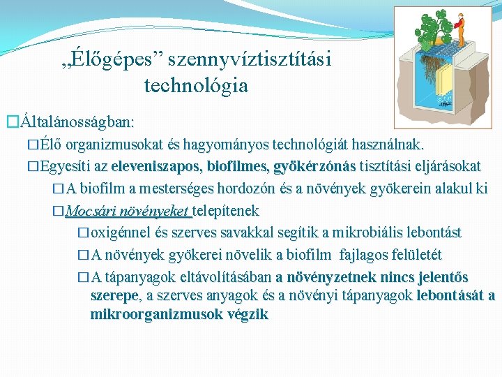 „Élőgépes” szennyvíztisztítási technológia �Általánosságban: �Élő organizmusokat és hagyományos technológiát használnak. �Egyesíti az eleveniszapos, biofilmes,