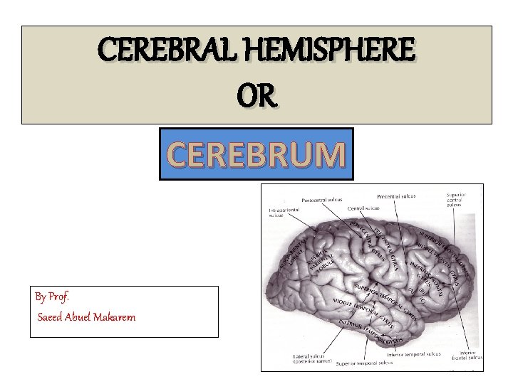 CEREBRAL HEMISPHERE OR CEREBRUM By Prof. Saeed Abuel Makarem 