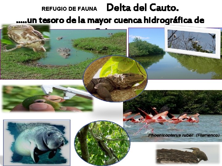 REFUGIO DE FAUNA Delta del Cauto. …. . un tesoro de la mayor cuenca