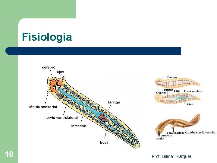 Fisiologia 10 Prof. Gilmar Marques 