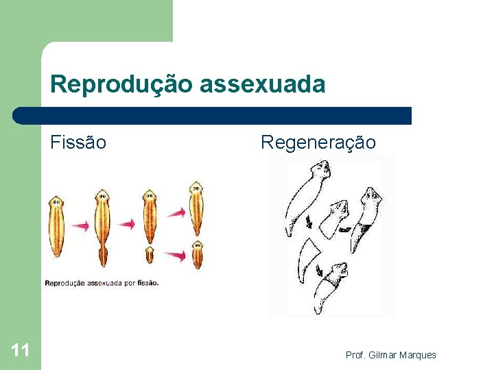 Reprodução assexuada Fissão 11 Regeneração Prof. Gilmar Marques 