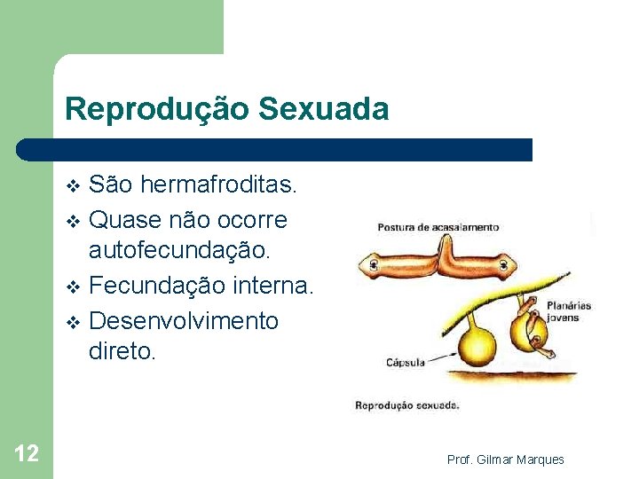 Reprodução Sexuada São hermafroditas. v Quase não ocorre autofecundação. v Fecundação interna. v Desenvolvimento
