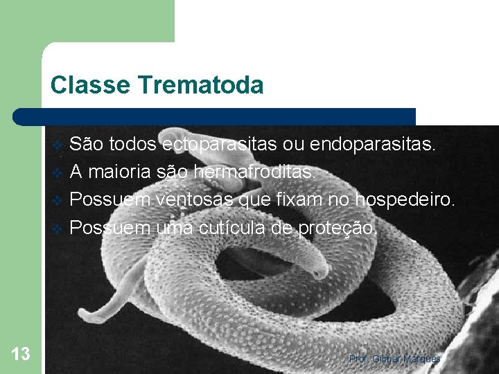 Classe Trematoda São todos ectoparasitas ou endoparasitas. v A maioria são hermafroditas. v Possuem