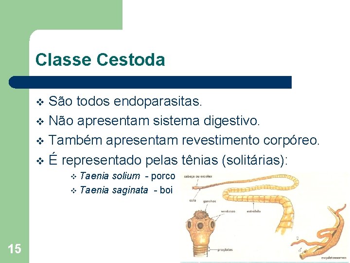 Classe Cestoda São todos endoparasitas. v Não apresentam sistema digestivo. v Também apresentam revestimento