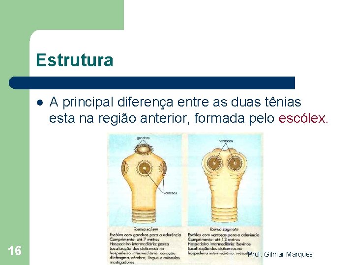 Estrutura l 16 A principal diferença entre as duas tênias esta na região anterior,