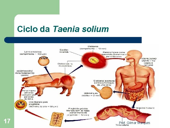 Ciclo da Taenia solium 17 Prof. Gilmar Marques 