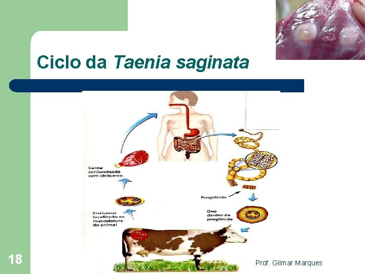 Ciclo da Taenia saginata 18 Prof. Gilmar Marques 