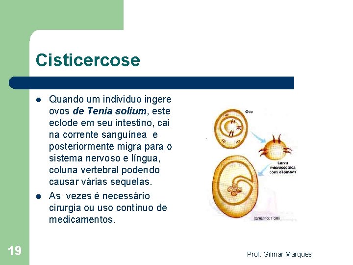 Cisticercose l l 19 Quando um individuo ingere ovos de Tenia solium, este eclode