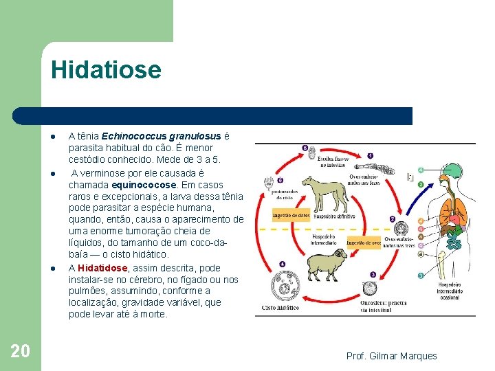 Hidatiose l l l 20 A tênia Echinococcus granulosus é parasita habitual do cão.