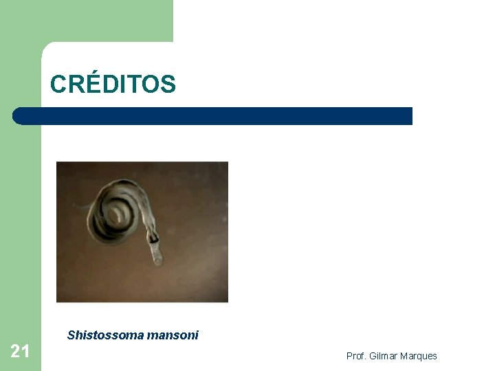 CRÉDITOS 21 Shistossoma mansoni Prof. Gilmar Marques 