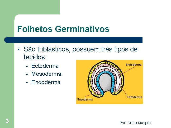 Folhetos Germinativos § São triblásticos, possuem três tipos de tecidos: § § § 3