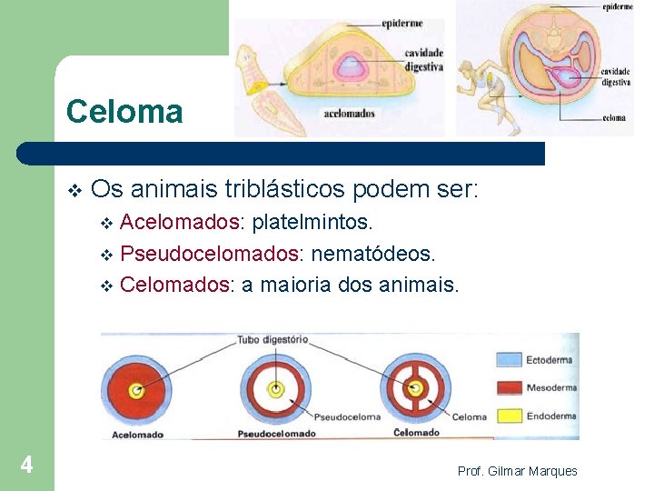 Celoma v Os animais triblásticos podem ser: Acelomados: platelmintos. v Pseudocelomados: nematódeos. v Celomados: