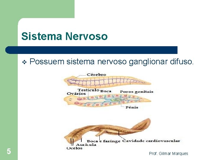Sistema Nervoso v 5 Possuem sistema nervoso ganglionar difuso. Prof. Gilmar Marques 