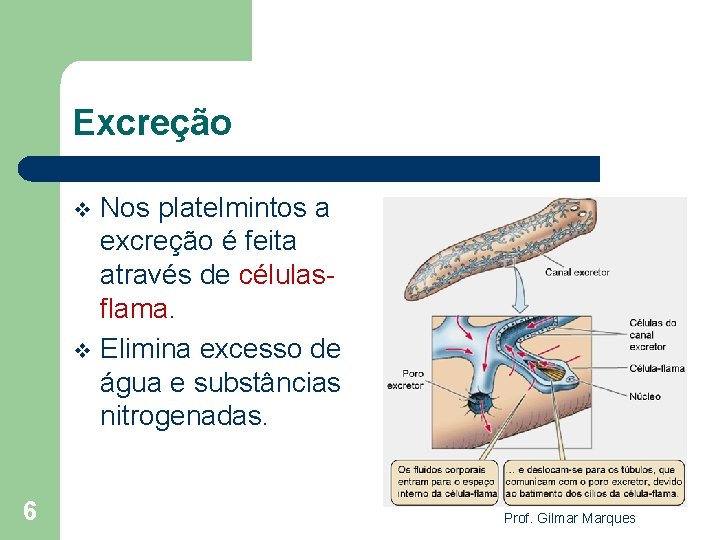 Excreção Nos platelmintos a excreção é feita através de célulasflama. v Elimina excesso de